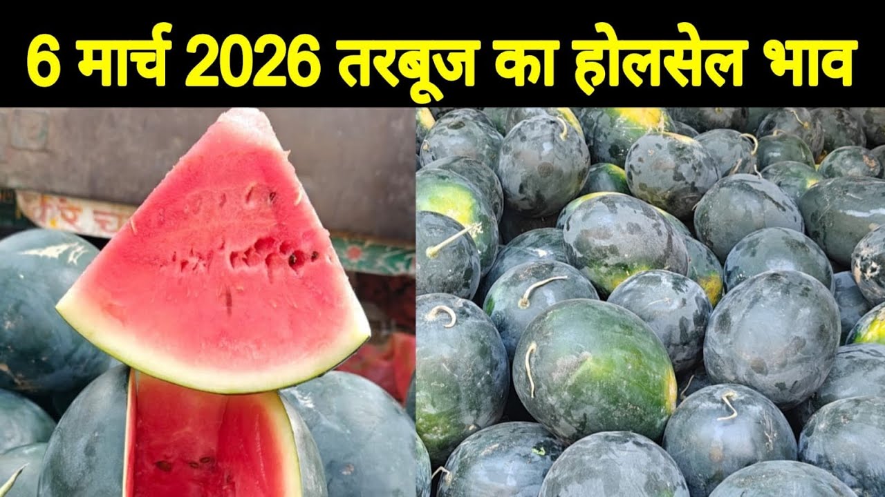 6 March 2026 Wholesale price of watermelon | Summer fruit | Today watermelon price #mandi