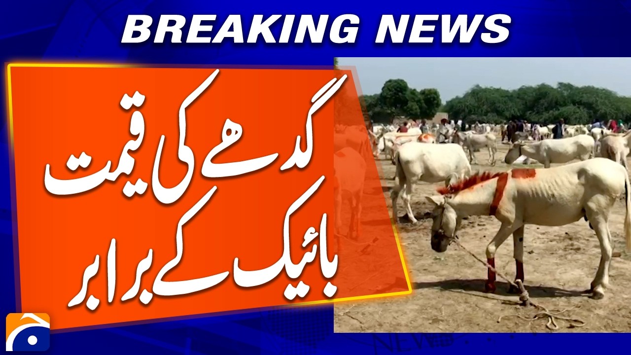 Donkey Price Equals the Cost of a Motorcycle | Breaking News | Geo News