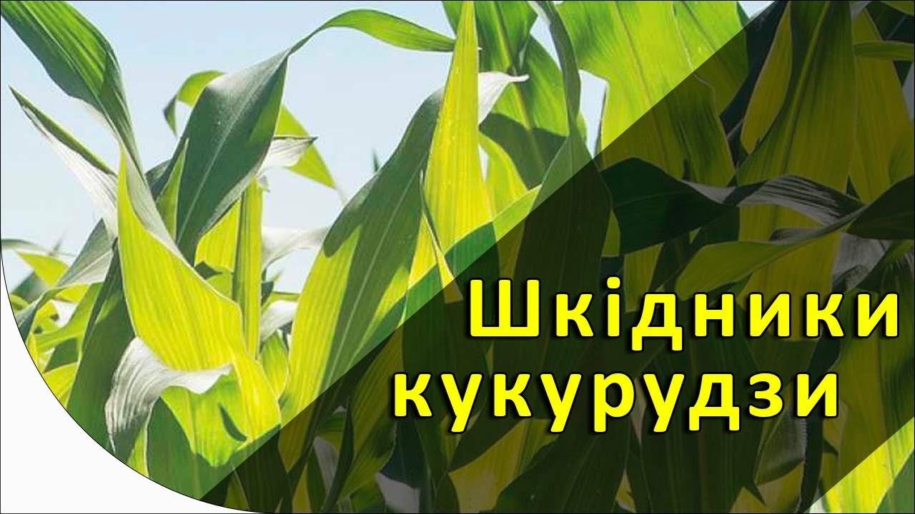 Шкідники кукурудзи [GrowEx]