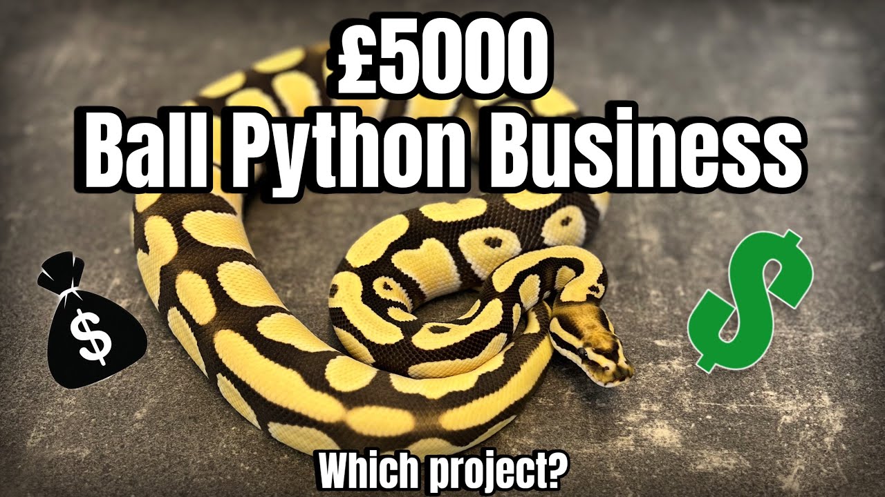 &pound;5000 Ball Python Business | Which Project to invest in? |