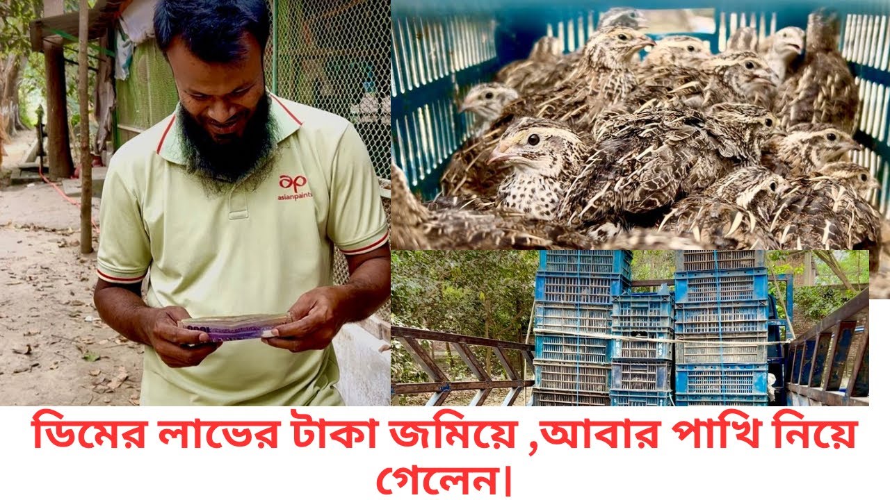 ডিমের জন্য কোয়েল পাখির খামার।