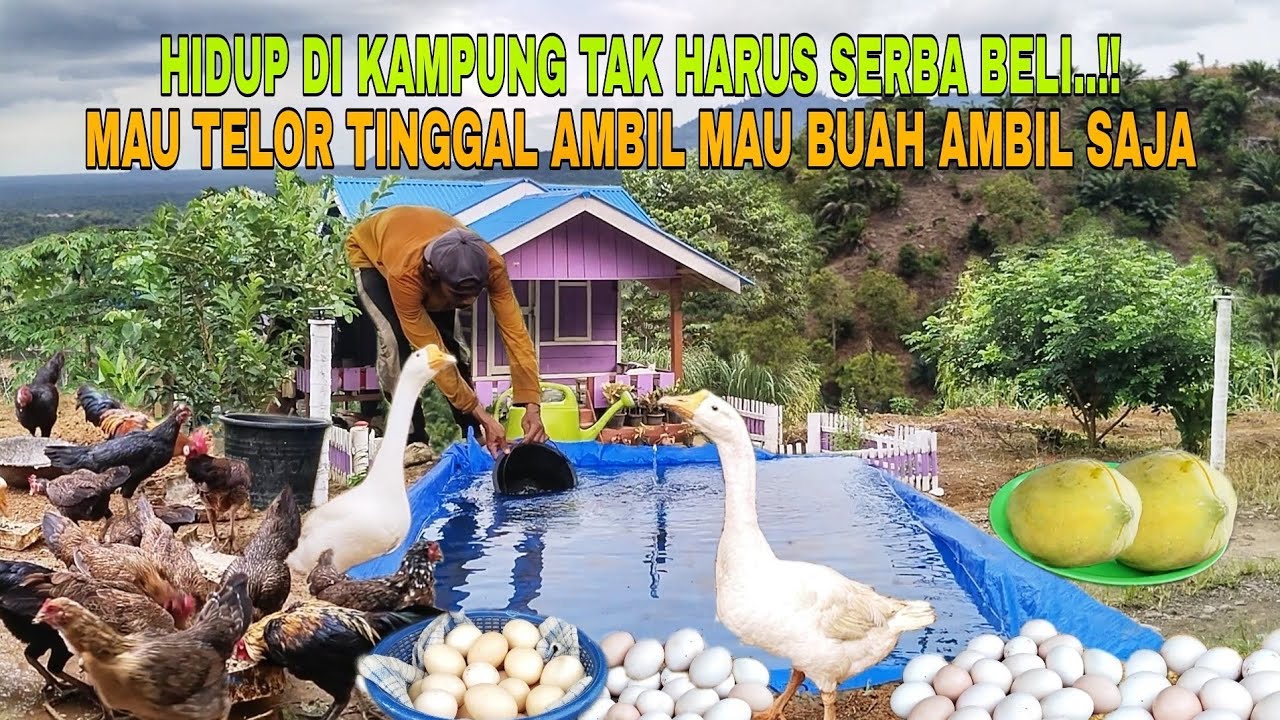 HIDUP DI KAMPUNG TAK HARUS SERBA BELI..!! MAU TELOR TINGGAL AMBIL MAU BUAH AMBIL SAJA
