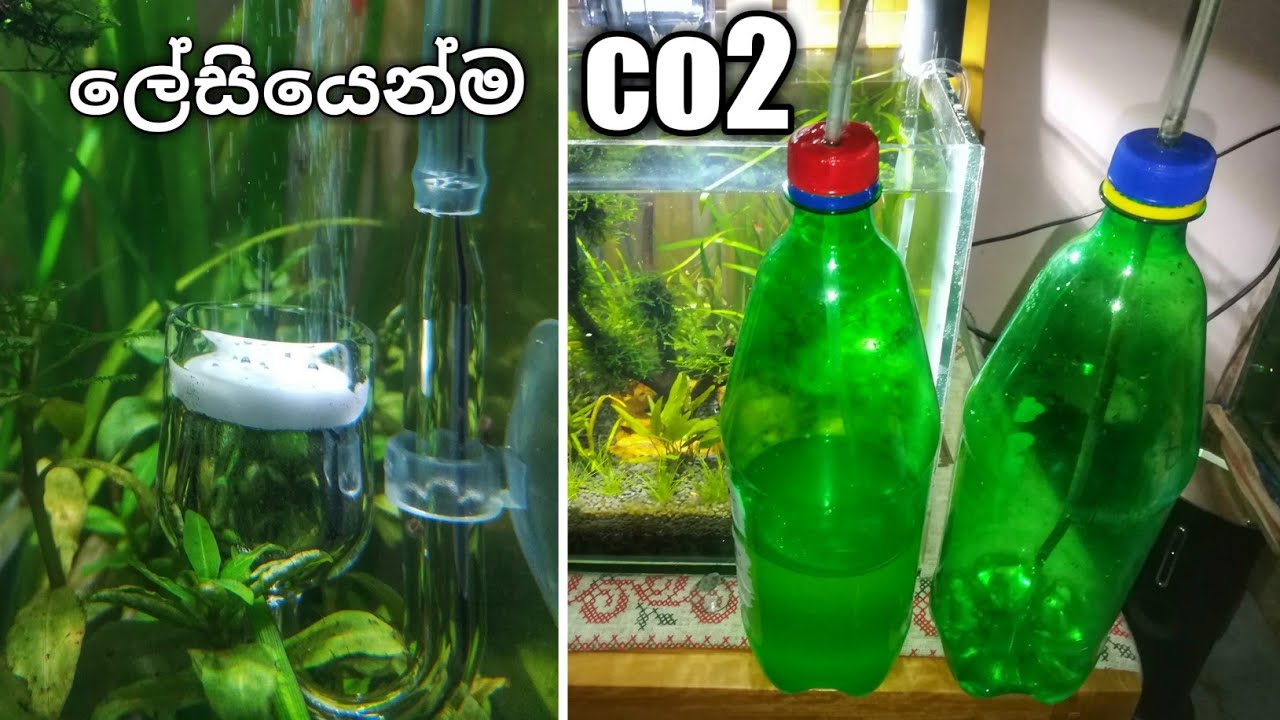 ශාක ටැංකියට මිළ අඩුවට co2 | DIY co2 for planted tank