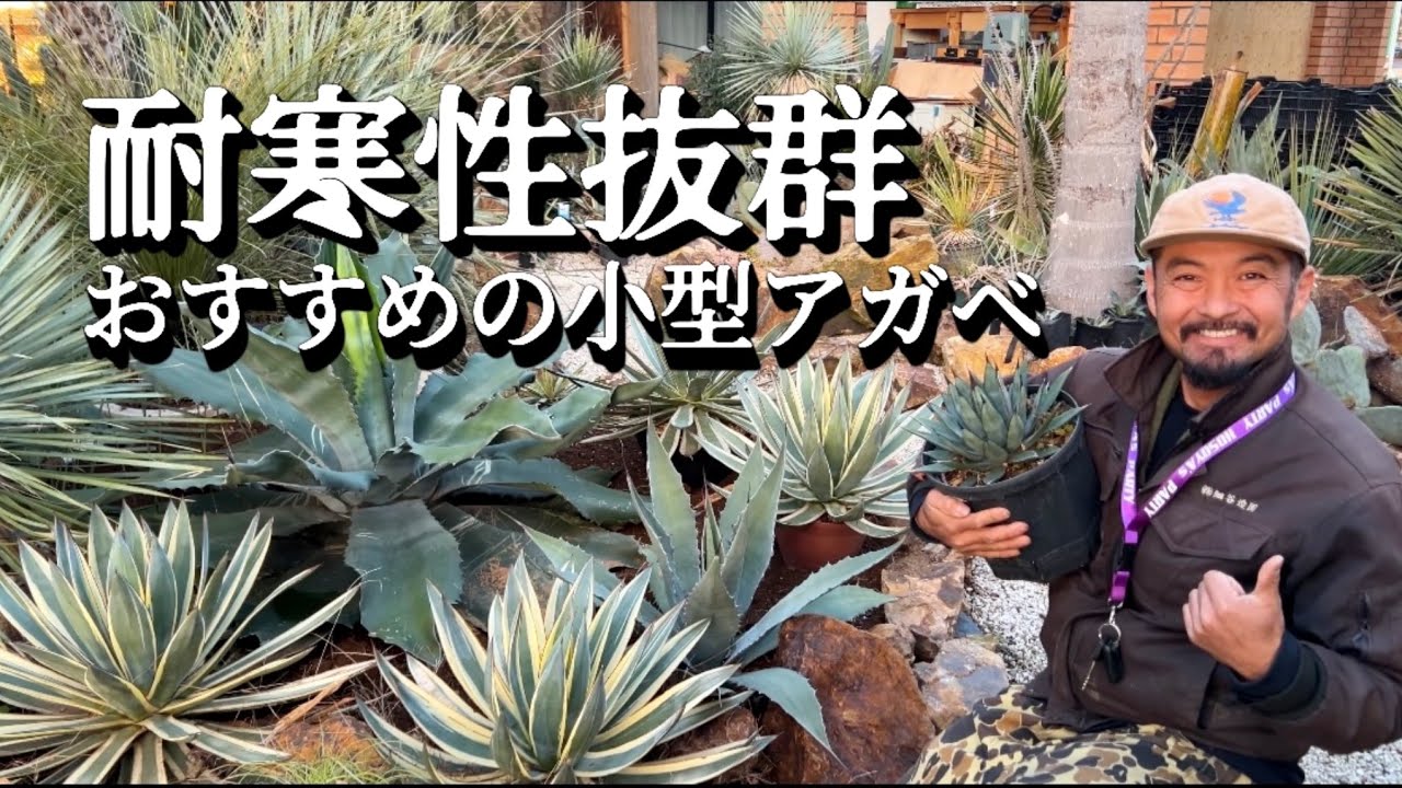【小型アガベ】【ドライガーデン】耐寒性があって狭い庭にオススメの小型の地植えアガベを紹介します！