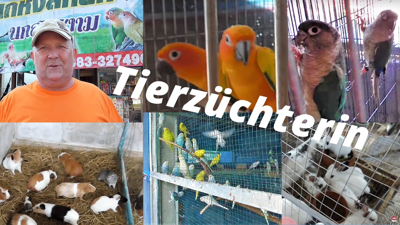 Thailand Ausgewandert. Tierzucht. Will Pornpana noch mehr V&Ouml;GEL kaufen?? Besuch im Tier Shop.