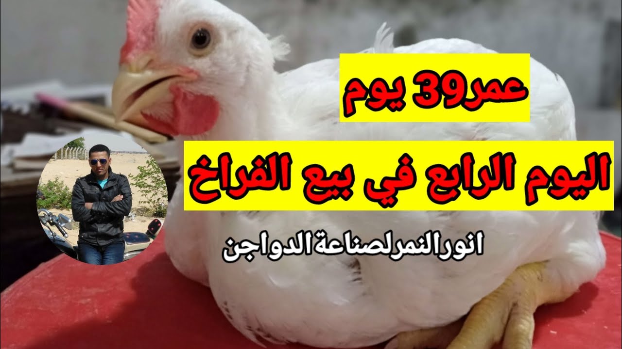اليوم الرابع في بيع الفراخ عمر 39 يوم/انورالنمرلصناعةالدواجن