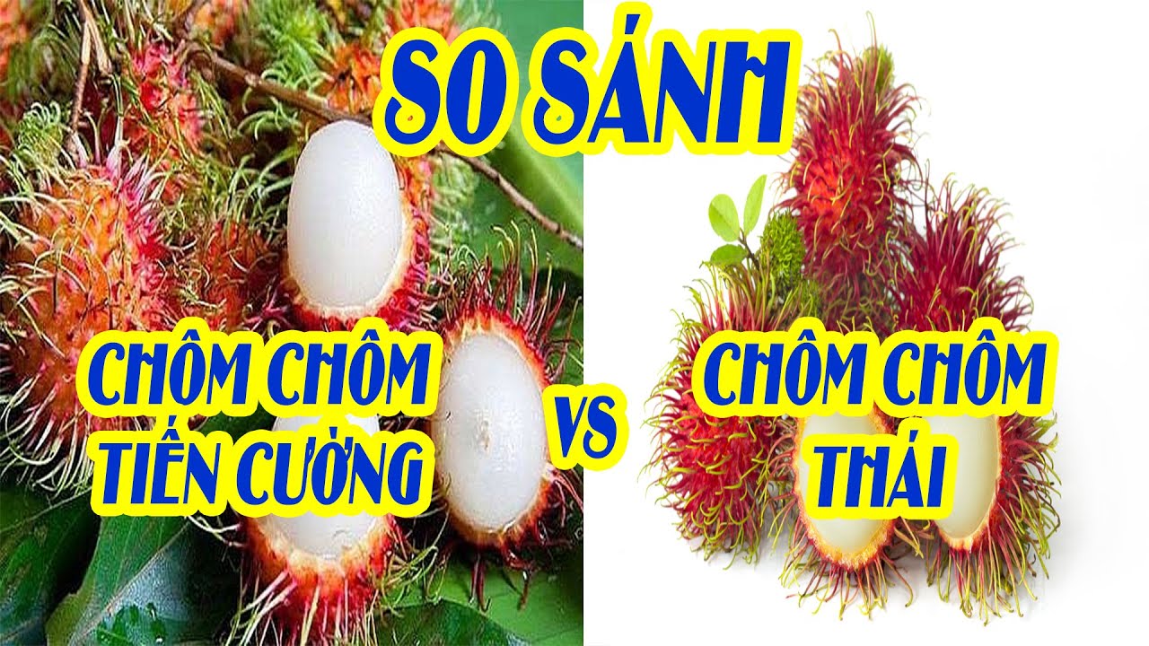 So sánh chôm chôm Tiến Cường và chôm chôm thái - Nên trồng loại nào| SIÊU THỊ CÂY GIỐNG WELOFARM