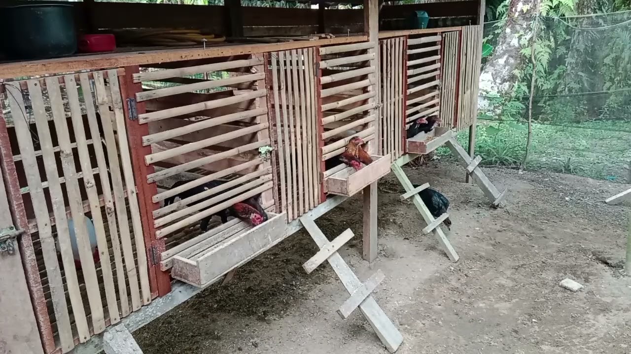 @usaha mandiri unggas,pulang dari bekerja,memberi makan ternak#ayamkampug.