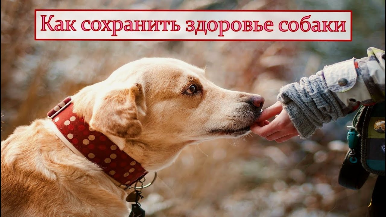 Ошибки которые убивают вашу собаку .  Не навредите  вашему питомцу. 