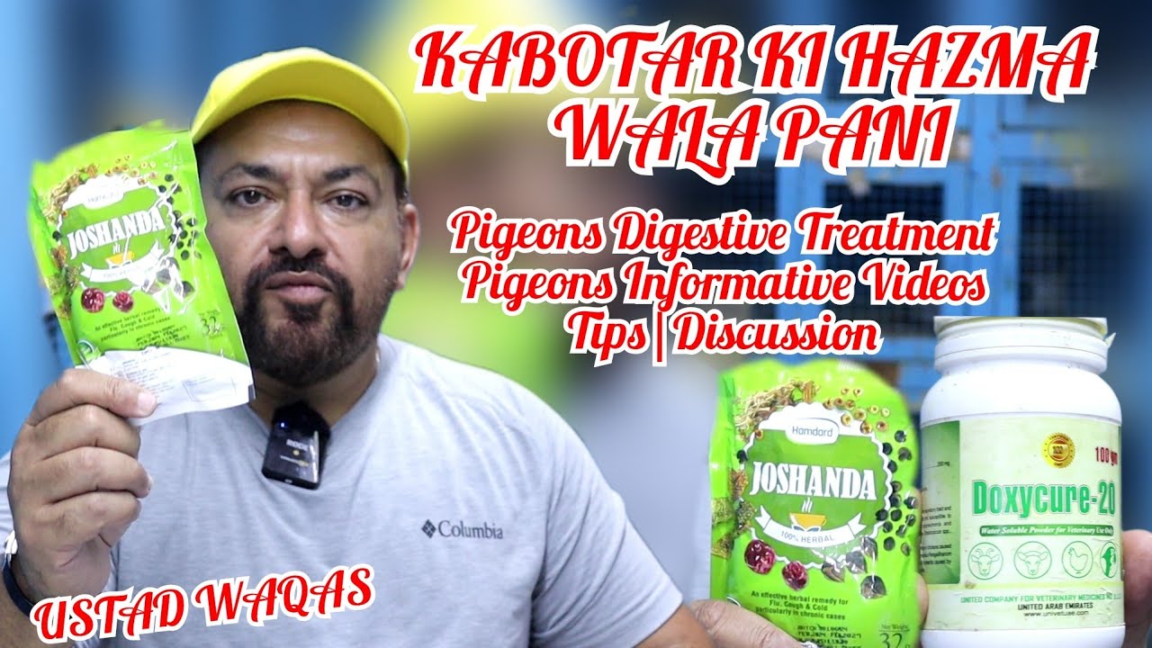 Ustad Waqas|Kabotar Ki Hazma Wala Pani|Pigeon Digestive Treatment|Precautions|Informative Video|Tips