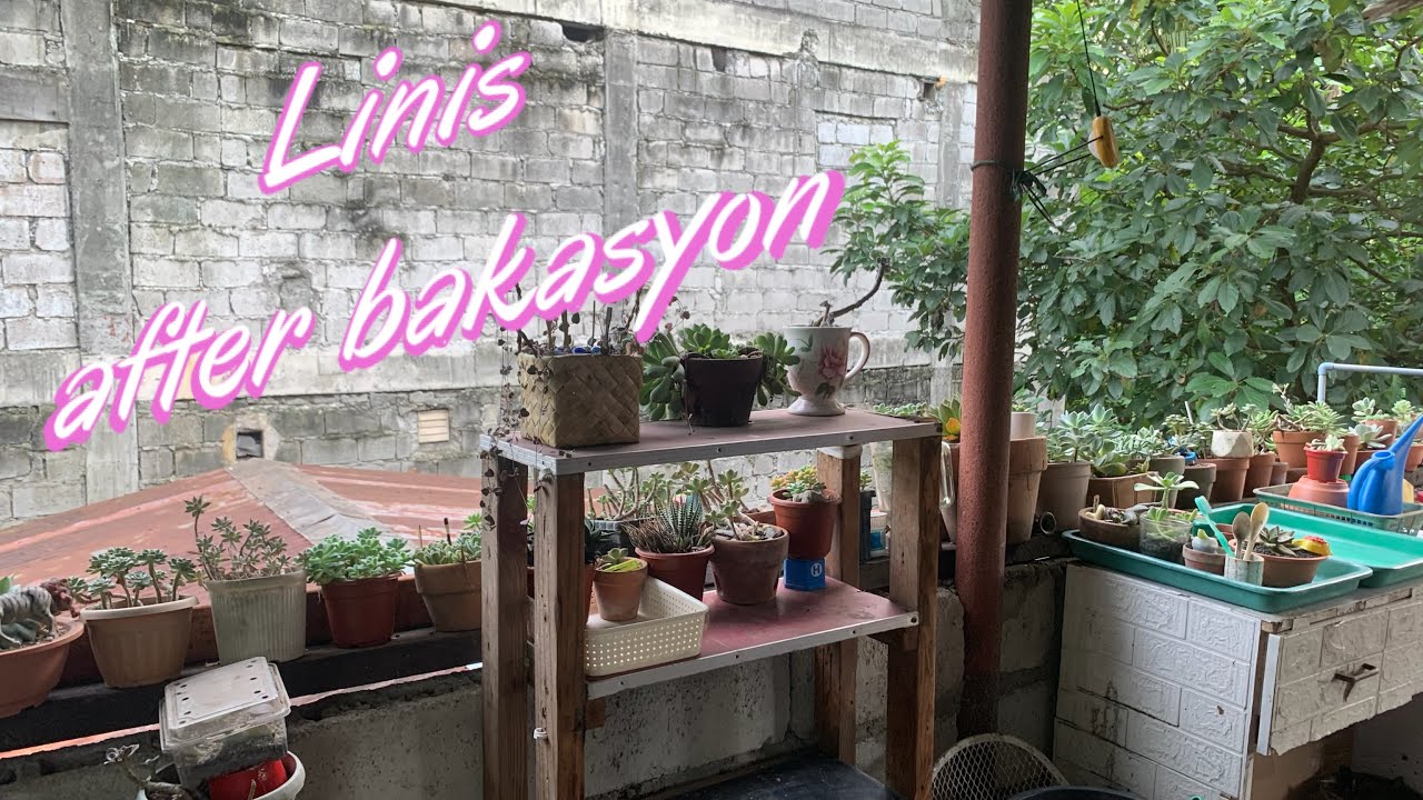Linis at Lipat ng ibang succulents dito sa taas ng bahay