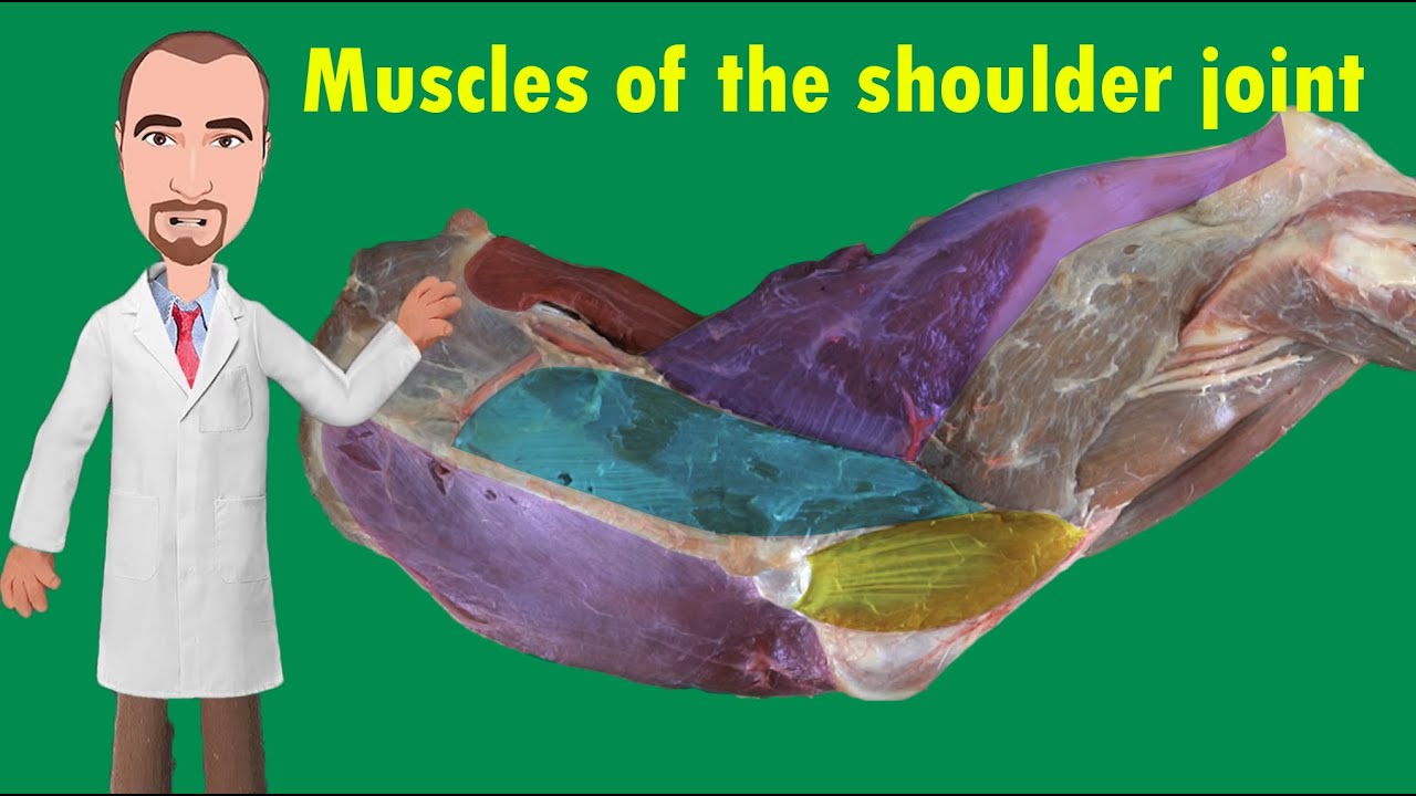Muscles of the shoulder joint
