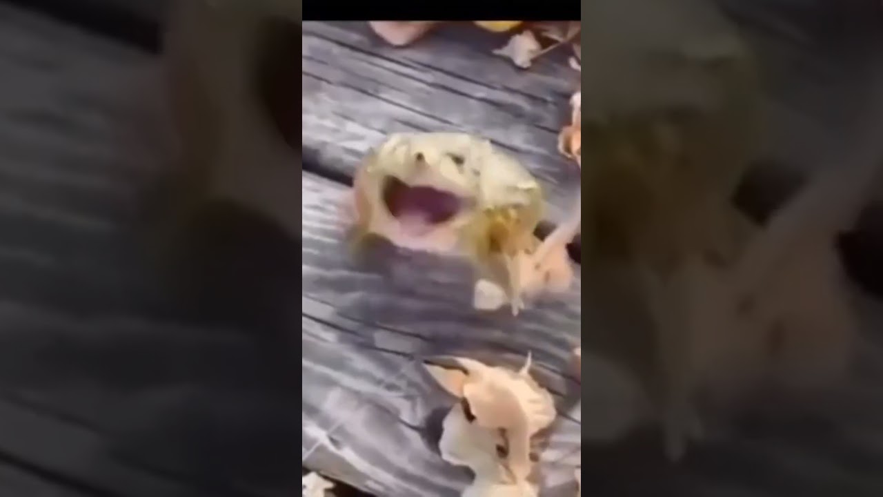 Kodok Acumalaka #acumalaka #meme