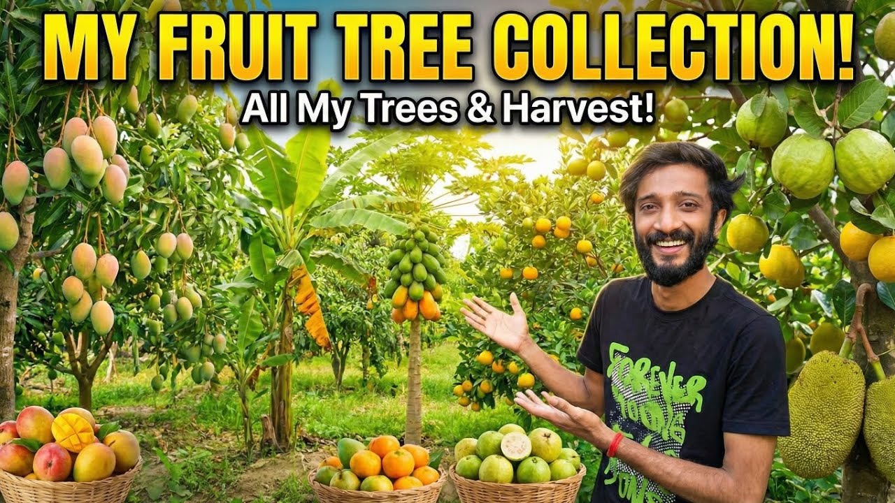All My Fruit Trees in One Garden 🌳🍎 | Home Garden Tour