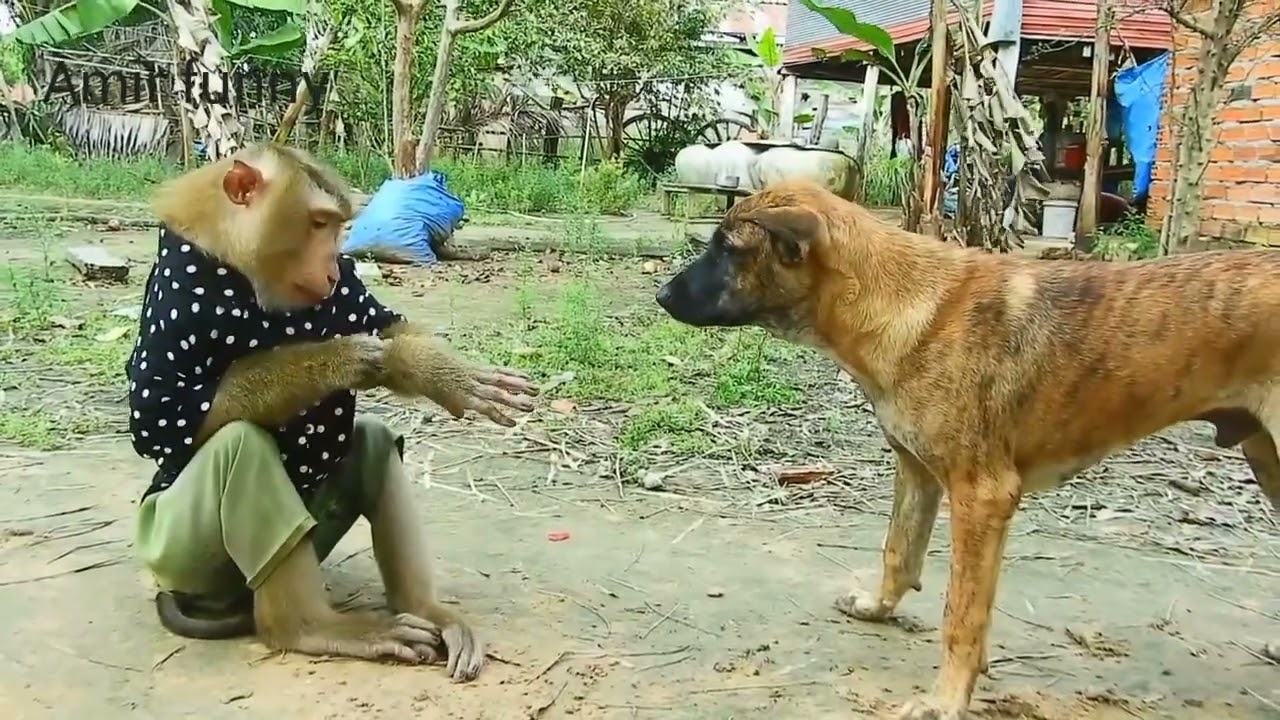 Monkey vs dog fight video Amir funny 