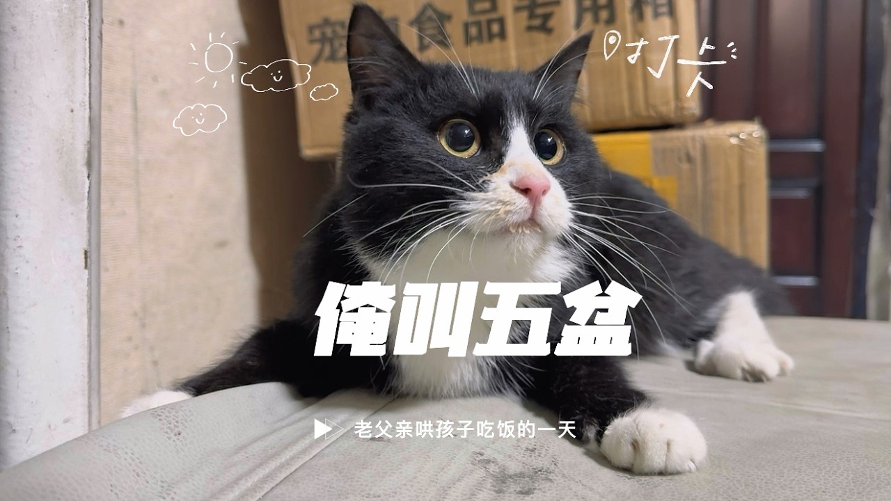 每一只不吃饭的猫孩子,必有一给絮絮叨叨的老父亲#cat #貓咪 #萌宠出道计划