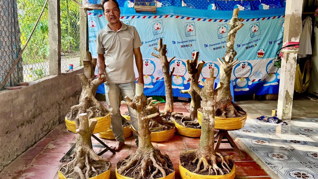 PHÔI MAI VÀNG 07/O3/2026 (#0962100534 QUỐC THÁI) PHÔI MAI VÀNG -  @bonsai Can Tho