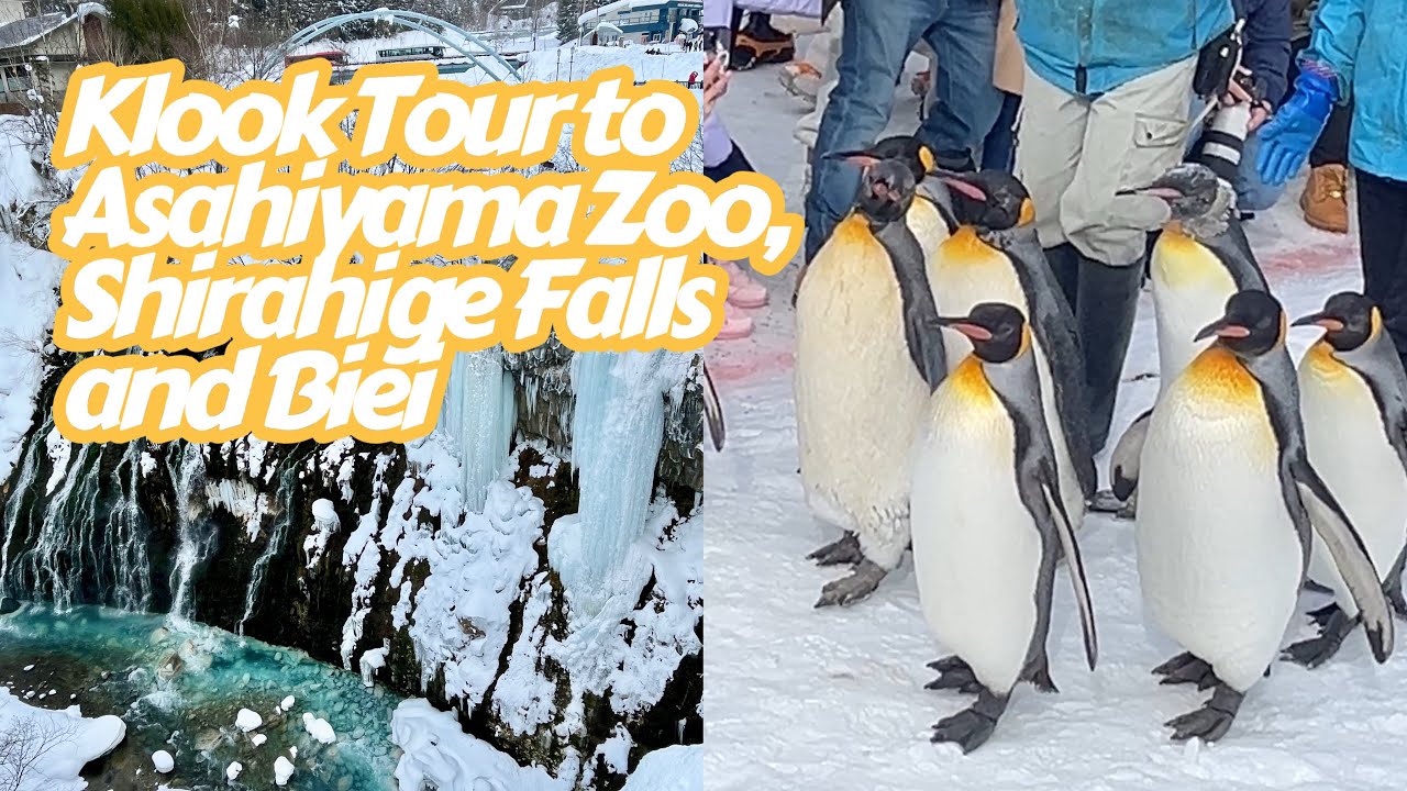 POV Biei: Klook Tour to Asahiyama Zoo, Shirahige Falls, Blue Pond and Biei 🐧❄️| Walking Tour