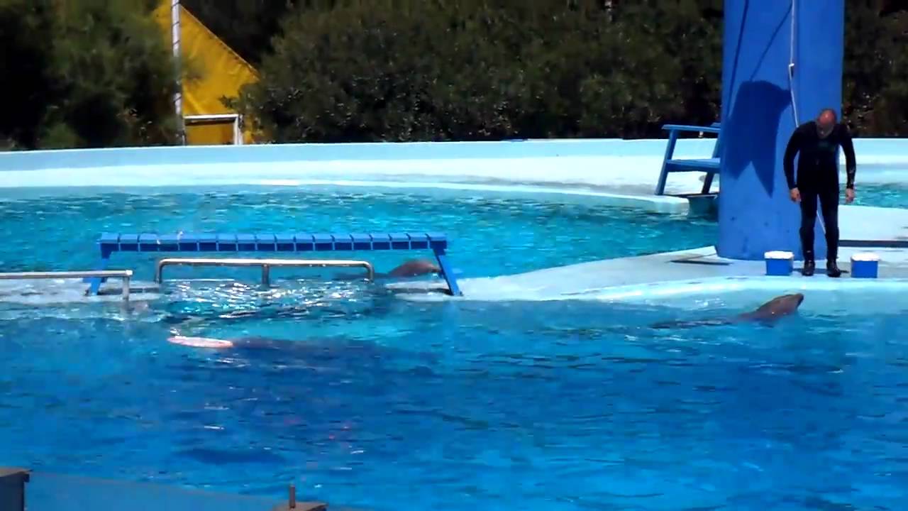 1/4 Aquarium Mar del Plata Show DELFINES HD Diciembre  2010 Acuarium