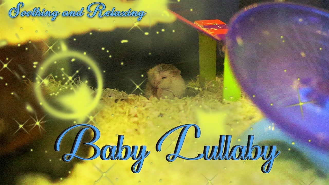 Soothing Music Lullaby for Babies to go to sleep! With 2 Roborovski Hamsters Yori and Yasu!