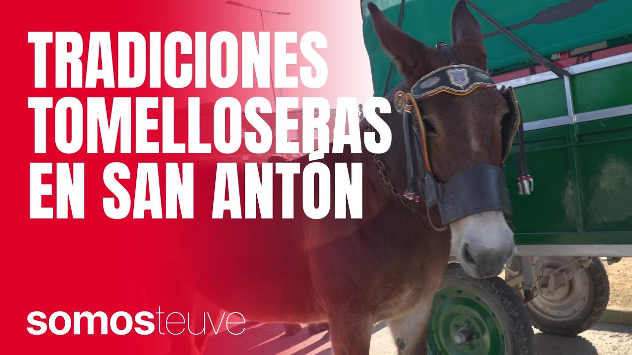 Cuatro imponentes remolques con colmo de cepas protagonizan el concurso de San Antón