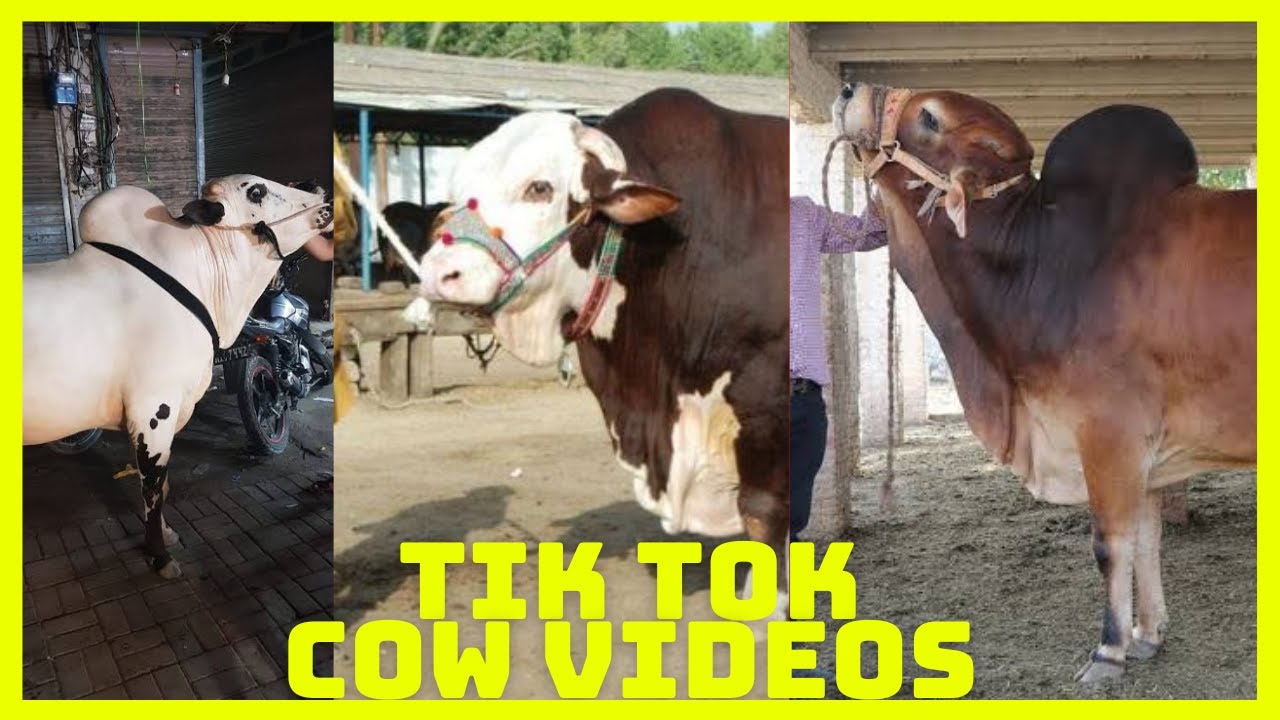 Tik Tok Eid Ul Adha Special | Cow Tik Tok | Cow Videos | Qurbani | Qurbani Ke Janwar | Bakra Eid