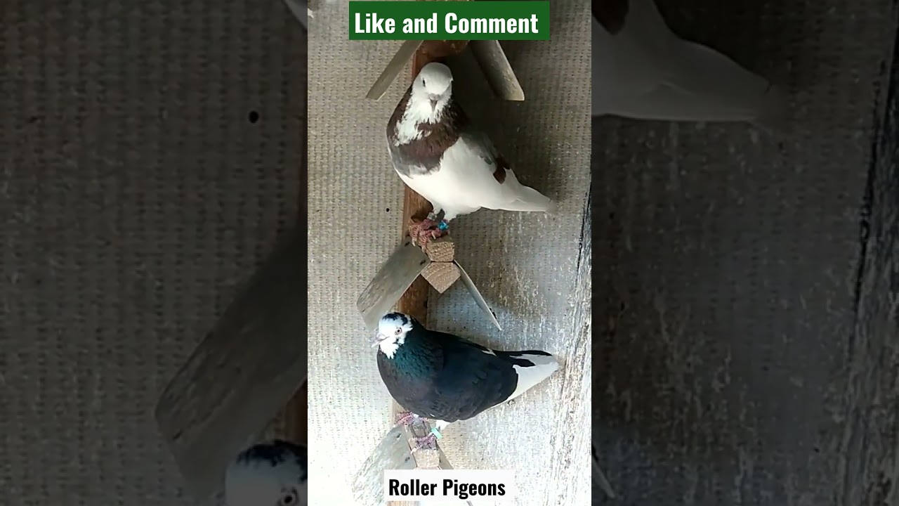 Roller Pigeon