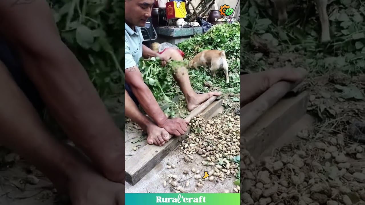 BAREFOOT Peanut Smashing?! 🤯 Are These Ancient Torture Devices?! #peanut #farming #primitive