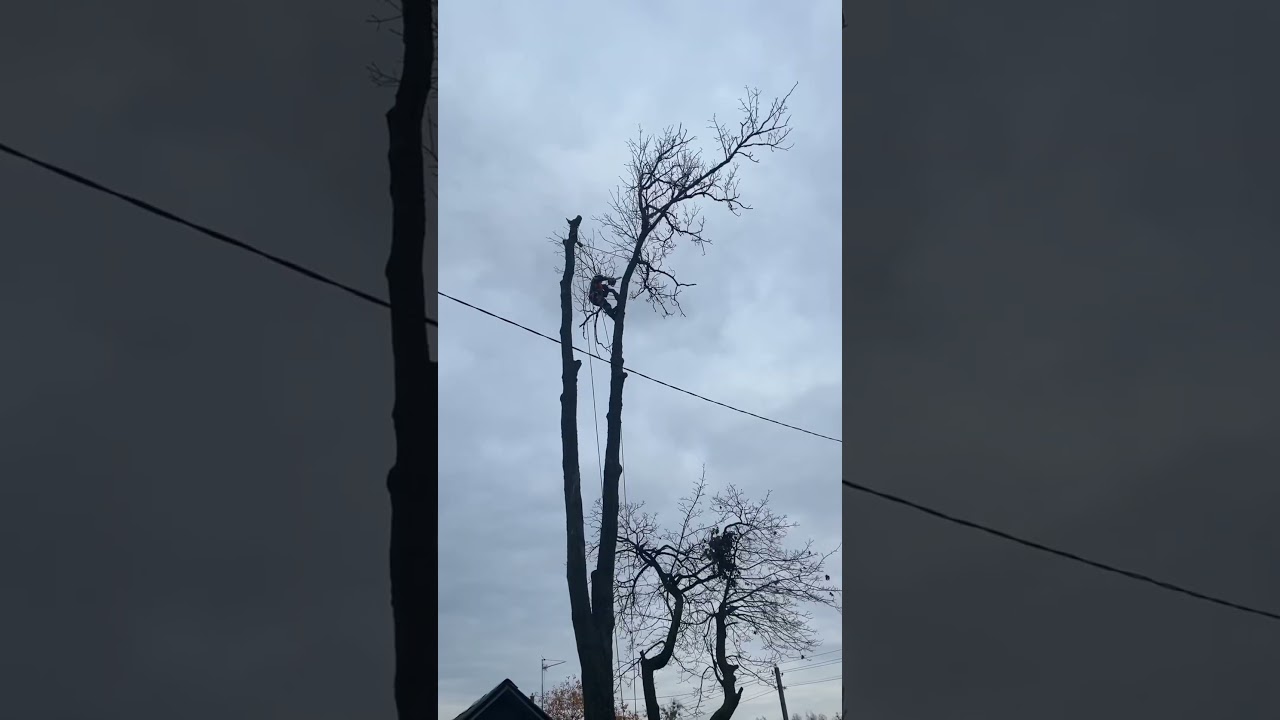 ⛔️опасно⚠️ не повторять🫣завес и спуск большой макушки дерева #chainsawman#arboristika #arboristlife