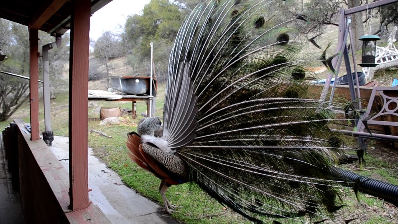 Peacocks Don’t Just Show Their Feathers, They Rattle Them . Peacocks Magnificent tail rattle