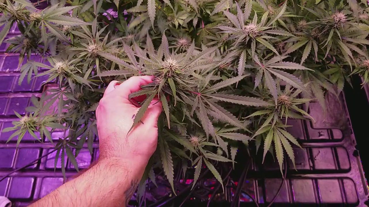 Day 58 autoflower grow sensi skunk LED