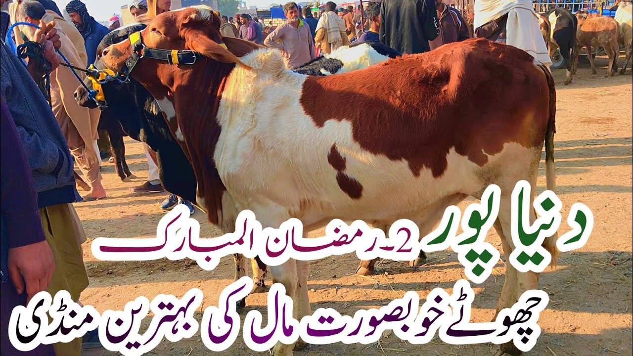 Dunyapur Cow Mandi Latest today | Cholistani Sahewal Bachre sacrifice 2027 | 20 February 2026