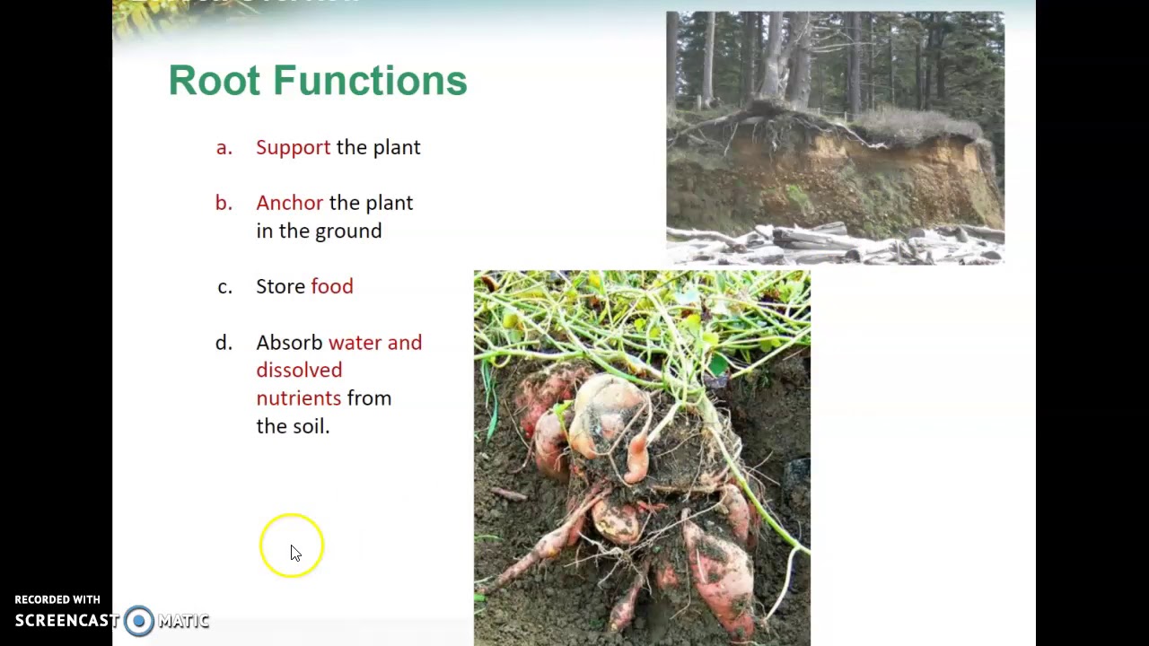 Root Functions and Nutrient Uptake