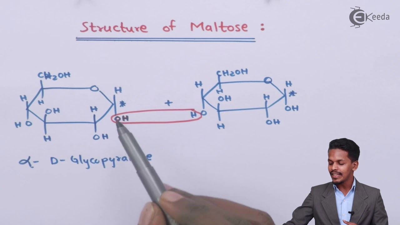 Structure of Maltose - Biomolecules - Chemistry Class 12