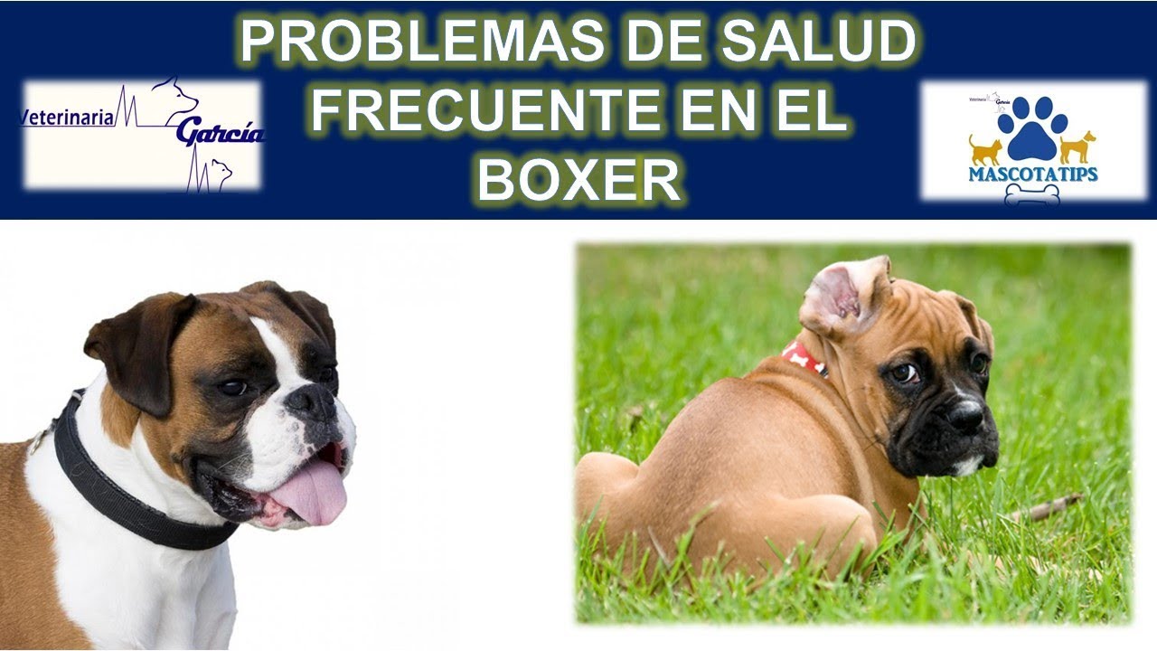 5 PROBLEMAS DE SALUD MAS COMUNES EN EL BOXER