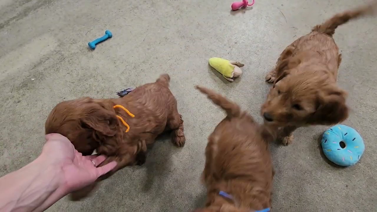 Kirby & Rufus-6 weeks old