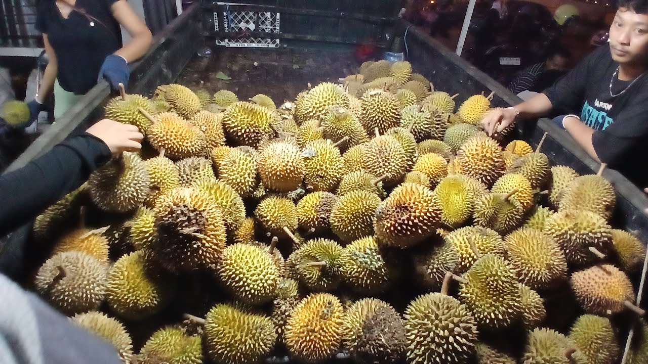 BUAH DURIAN MANIS DAN MURAH 