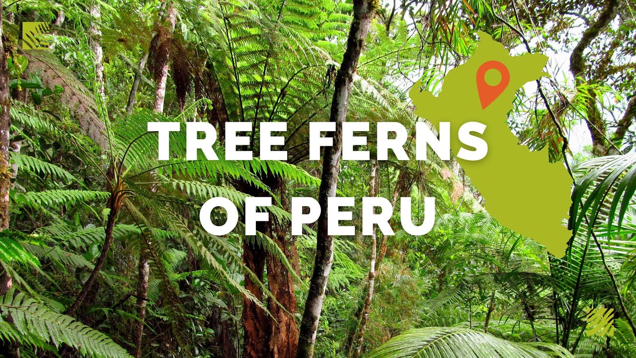 Discovering Tree Ferns in Peru