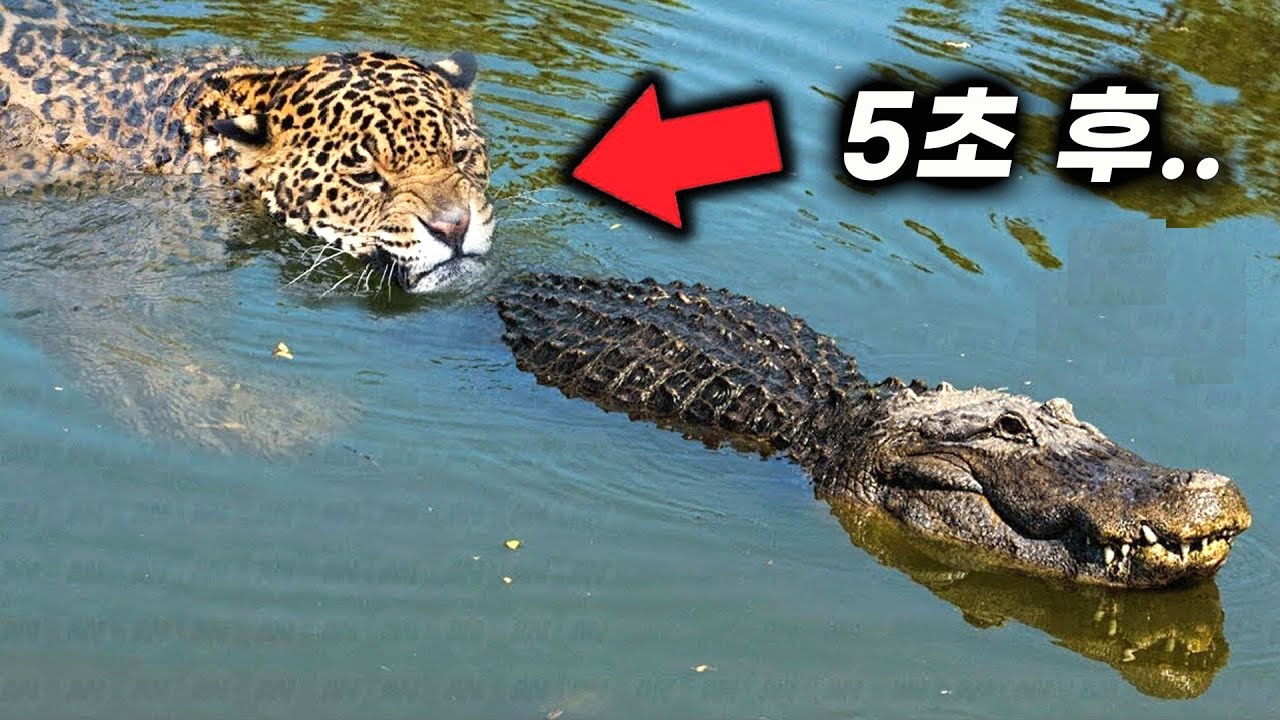 방심하다가 재규어에게 딱 걸린 악어의 최후