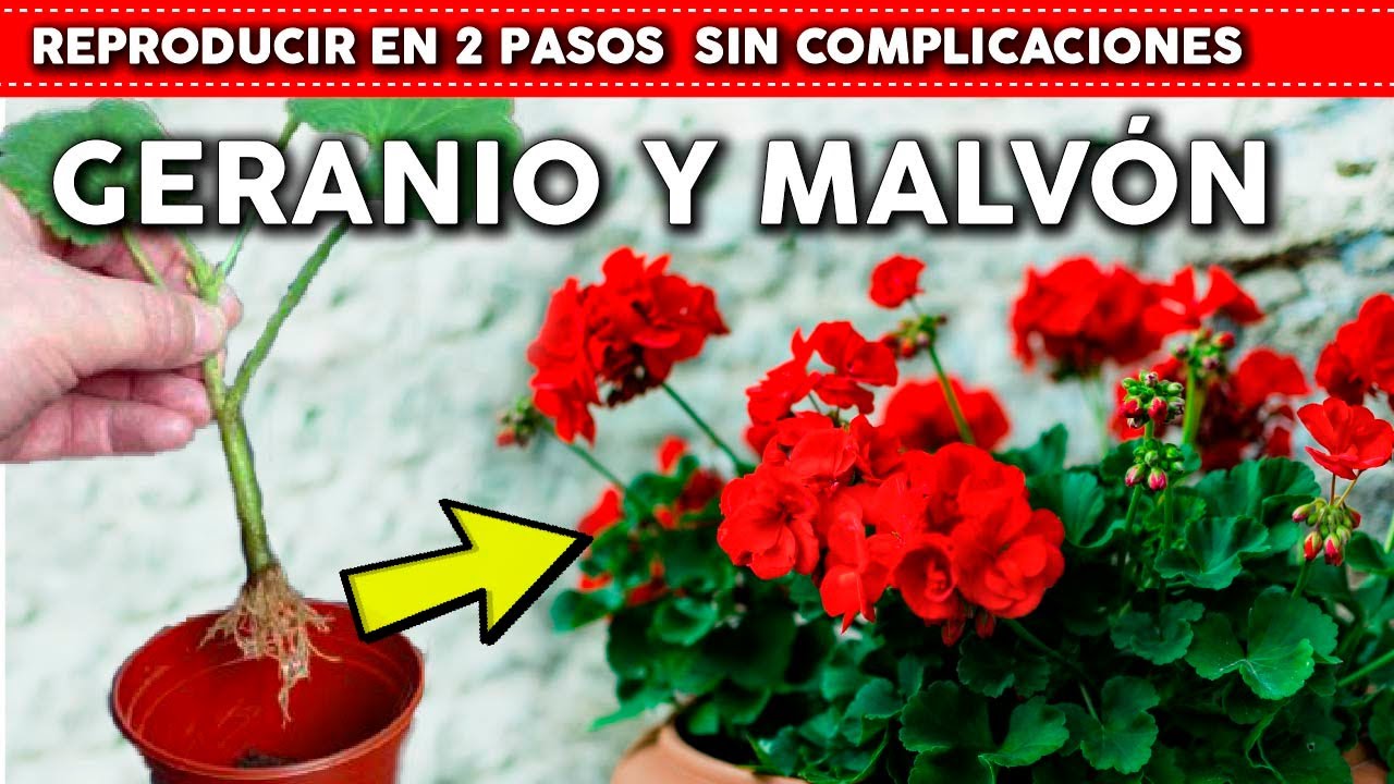 Como reproducir Geranios y Malvones por esquejes y sus cuidados - Muy Facil en Maceta y en el Jardín