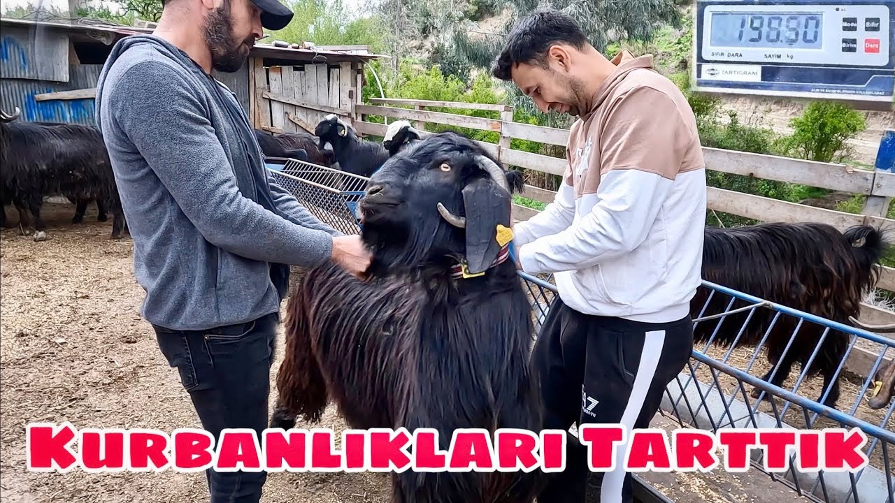 Çoğu Satıldı Bile ‼️ KURBANLIK TARTIMI - KURBANLIK SEÇİMİ - 2025 KURBANLIK SATIŞI - Osmaniye