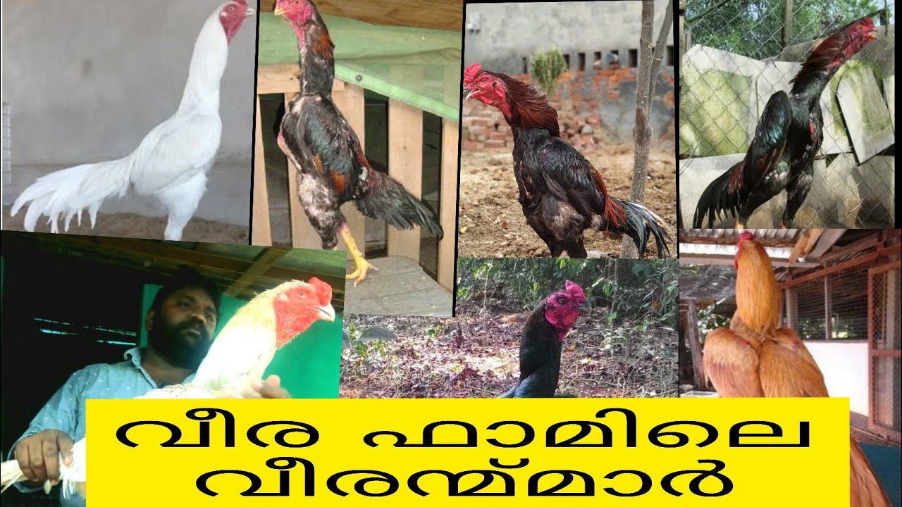 Aseel kerala /അസീൽ/ പോരുകോഴികൾ /അങ്കകോഴികൾ /veera aseel farm/Abheehkottarakkra