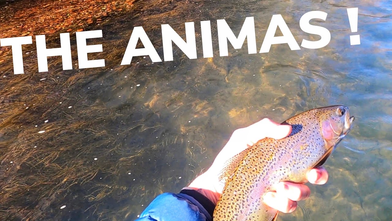 FLY FISHING the ANIMAS river, Durango Colorado | Cut-Bow trout