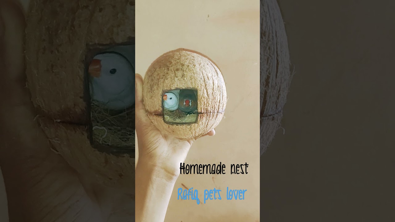 coconut finch Nest