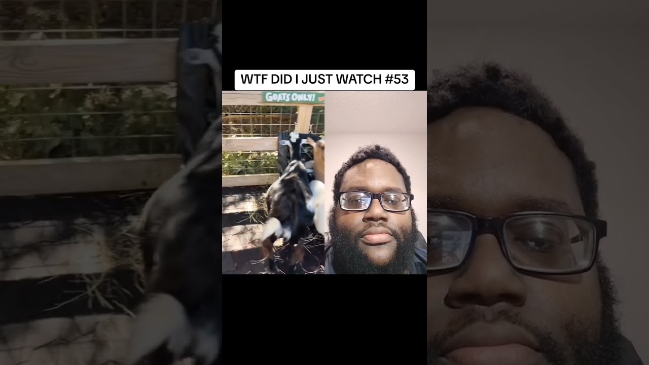 Look at that white goat!