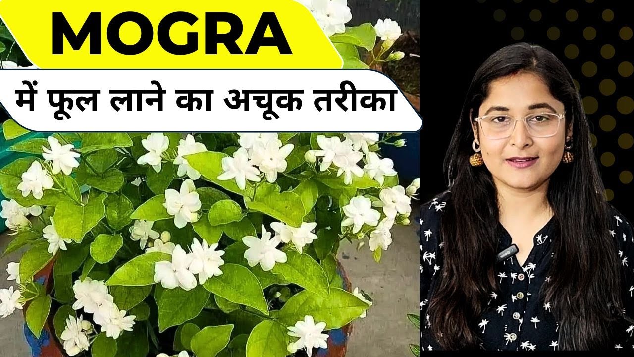 🔴MOGRA NOT FLOWERING/ HOW TO GET FLOWERS IN JASMINE मोगरा पर फूल कैसे लिए #gardening #mograplant