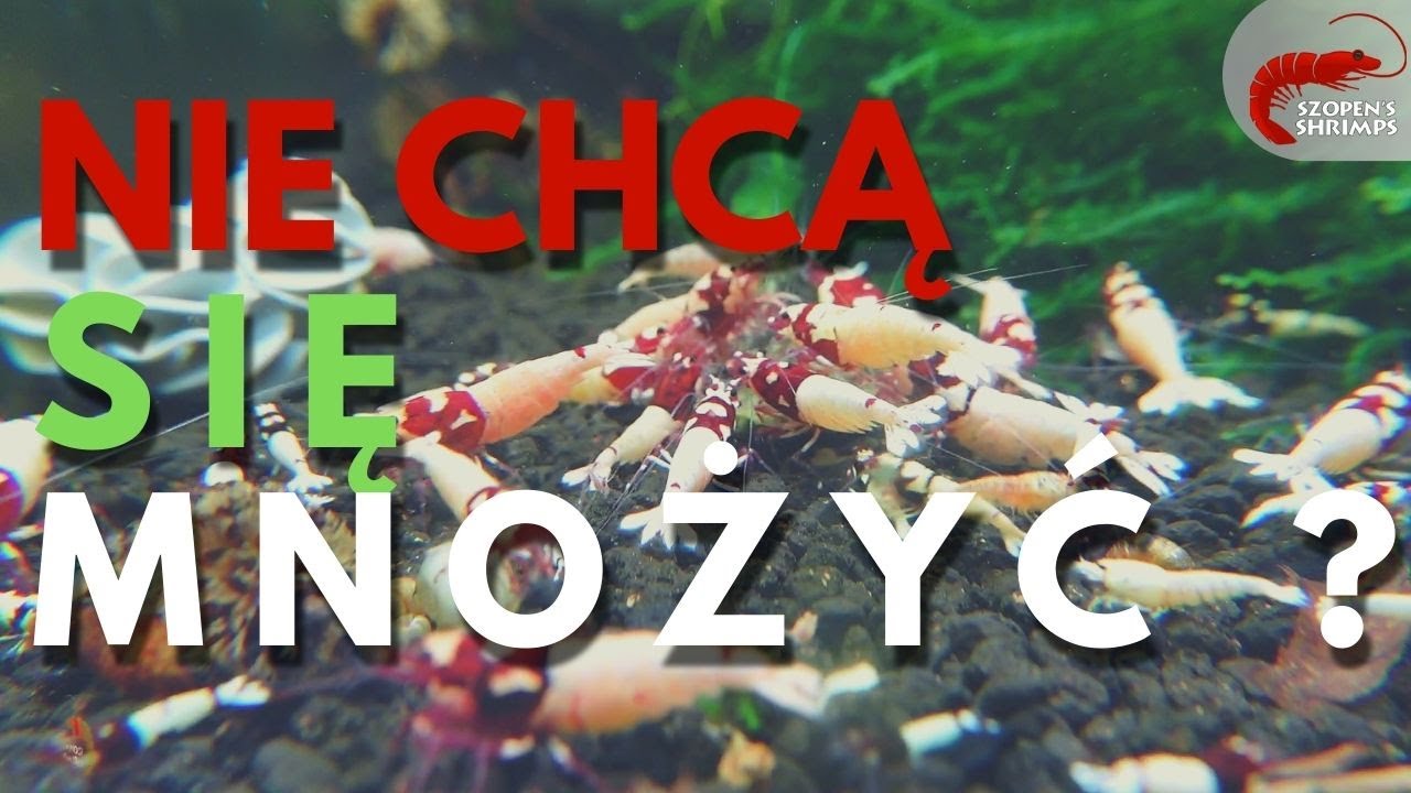 KREWETKI SIĘ NIE ROZMNAŻAJĄ !!! - możliwe powody