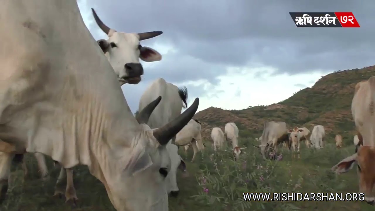 विश्व की सर्वश्रेष्ठ गौशाला | पूज्य बापूजी की गौशाला | Narnaul Gaushala In Haryana | Shri Asharam