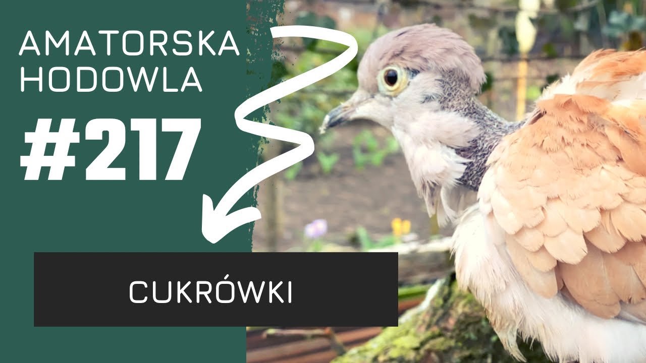 #217 - Nowe cukrówki w hodowli