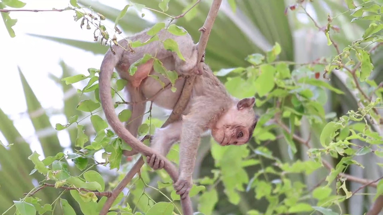 PITIFUL DONNA AND DONNEE CAN NOT FIND FRUIT JUST ONLY TRIM 1 [MONKEY PLANET]